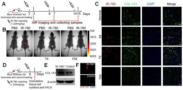 Theranostics Image