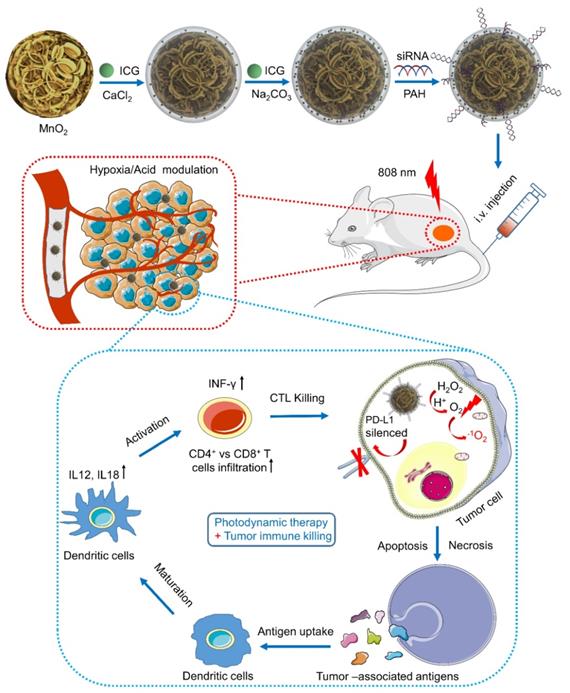 Theranostics Image