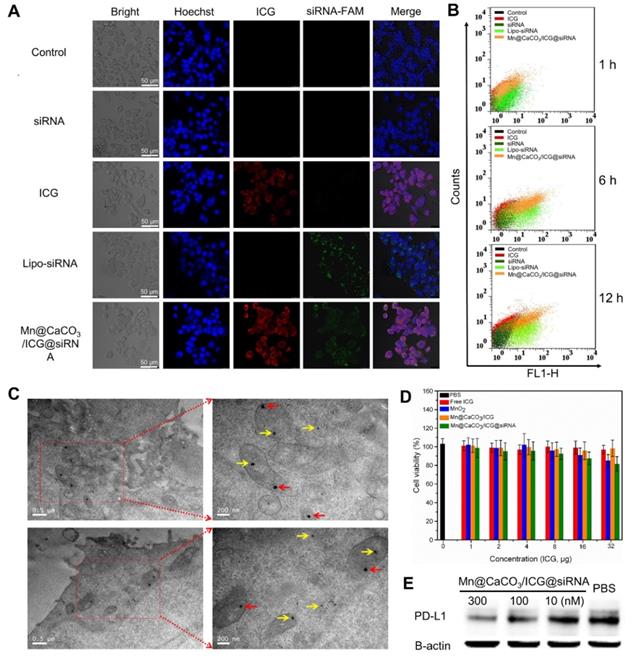 Theranostics Image