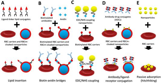 Theranostics Image