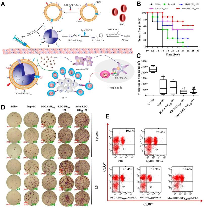 Theranostics Image