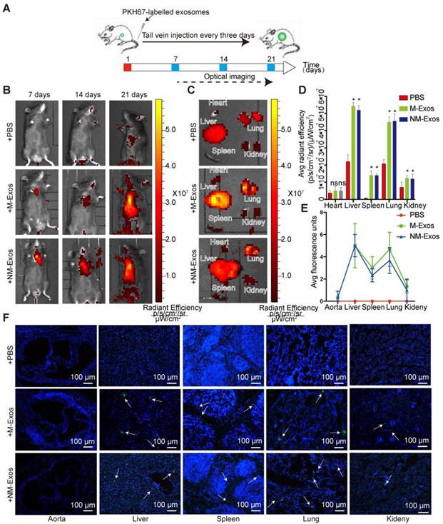 Theranostics Image