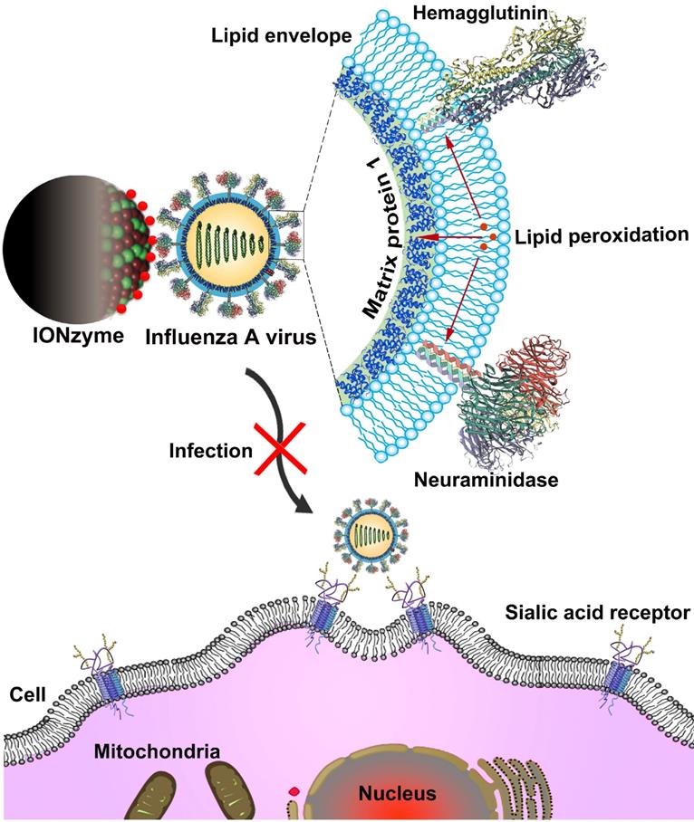 Theranostics Image