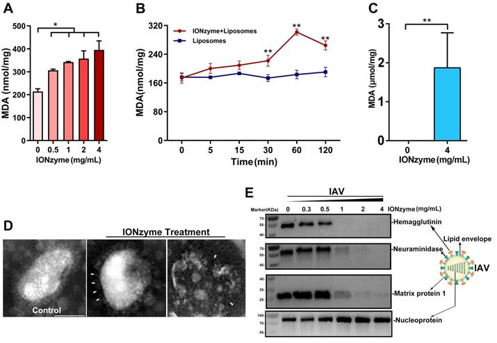 Theranostics Image