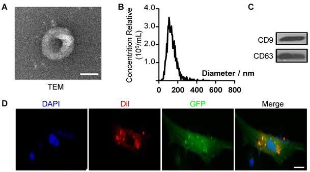 Theranostics Image