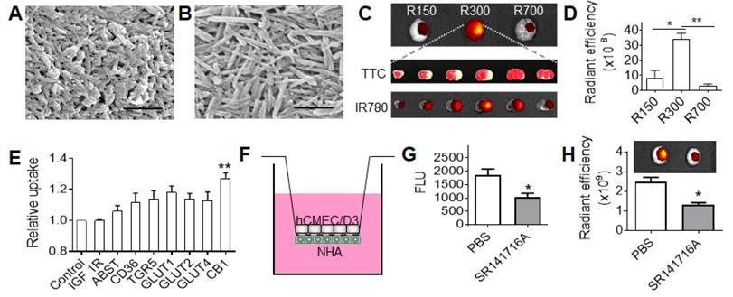 Theranostics Image