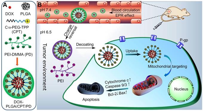 Theranostics Image