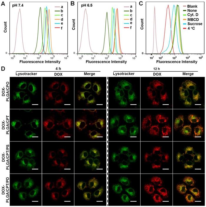 Theranostics Image