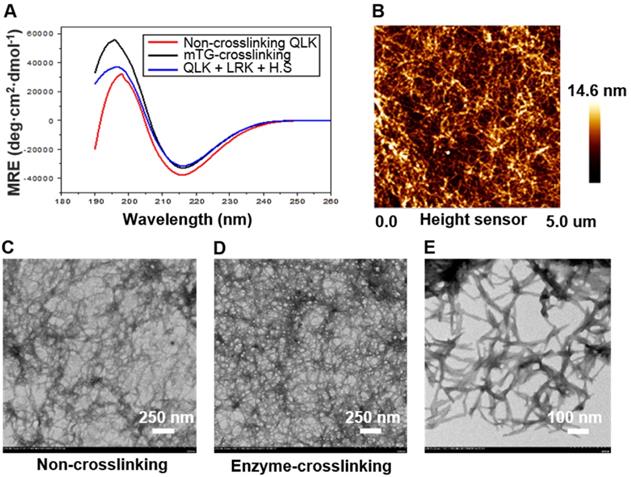 Theranostics Image