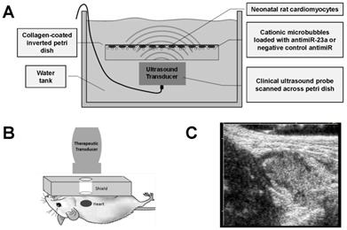 Theranostics Image