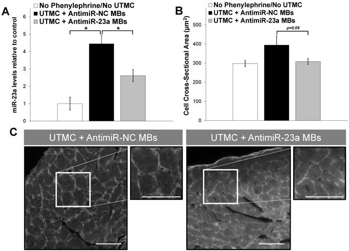 Theranostics Image