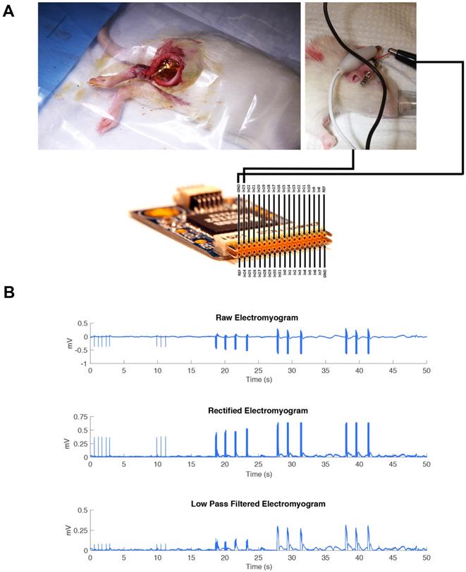 Theranostics Image