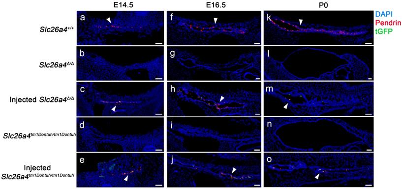 Theranostics Image