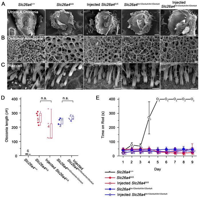 Theranostics Image