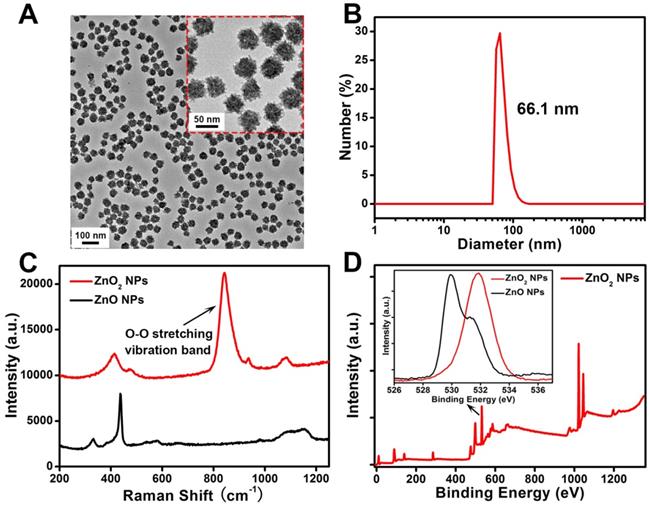 Theranostics Image