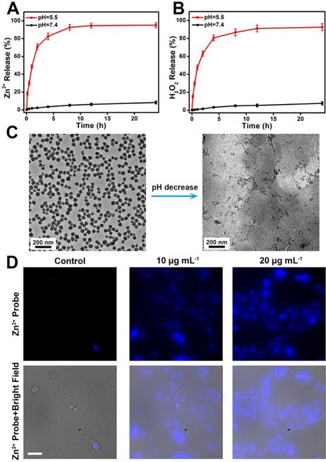 Theranostics Image