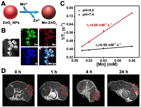 Theranostics Image