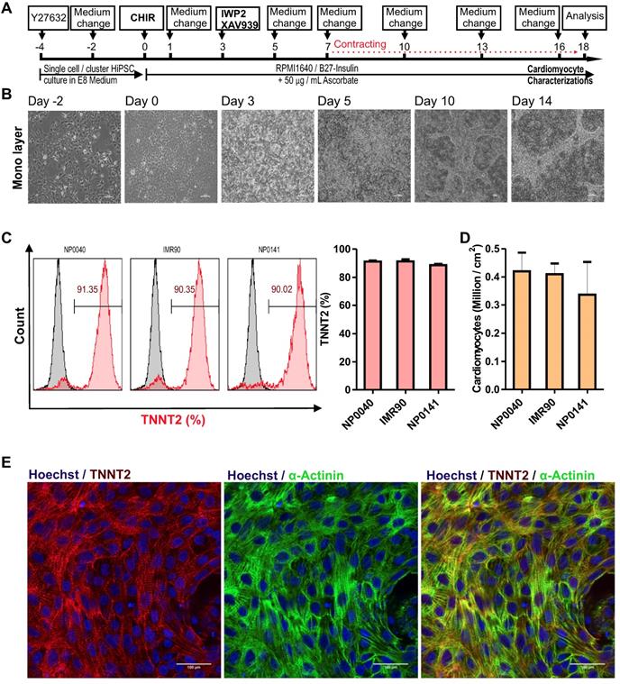 Theranostics Image