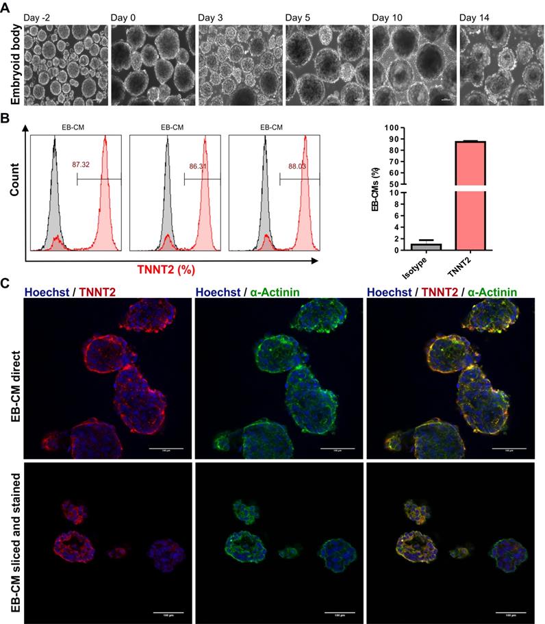 Theranostics Image