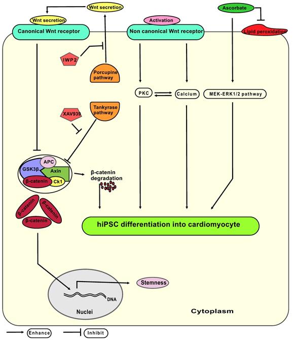 Theranostics Image