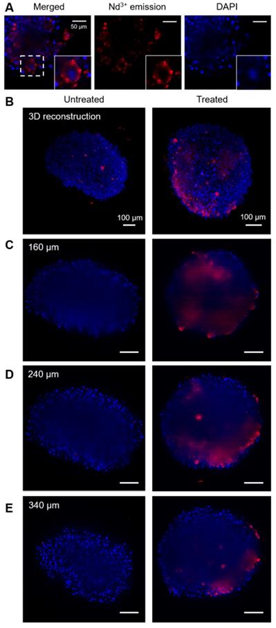 Theranostics Image