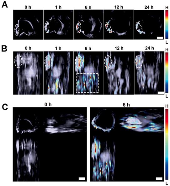 Theranostics Image