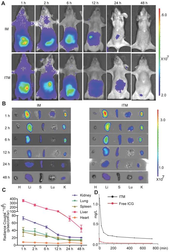 Theranostics Image