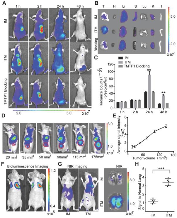 Theranostics Image