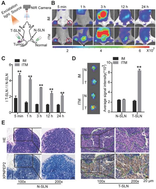 Theranostics Image