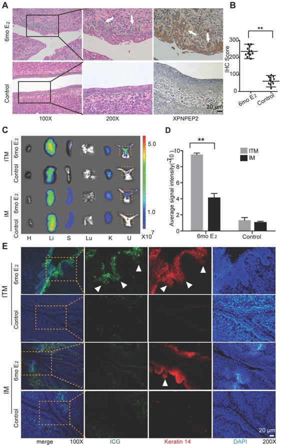 Theranostics Image