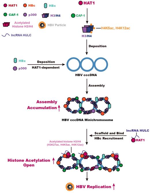 Theranostics Image