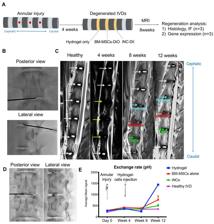 Theranostics Image