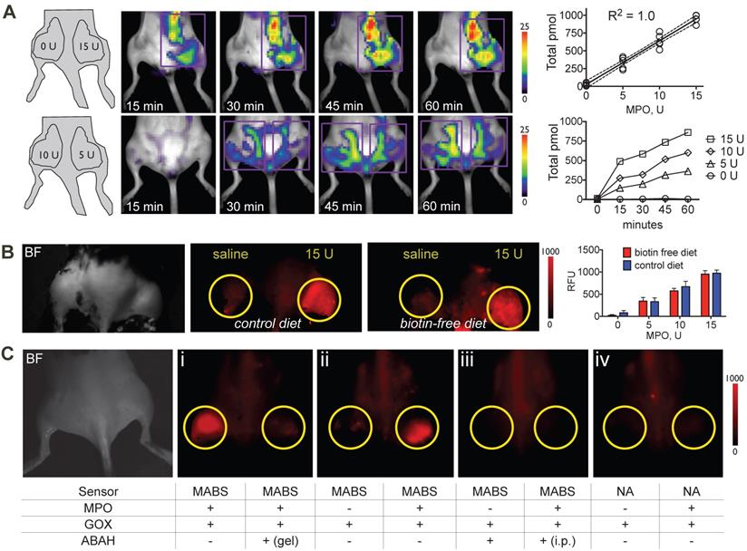 Theranostics Image