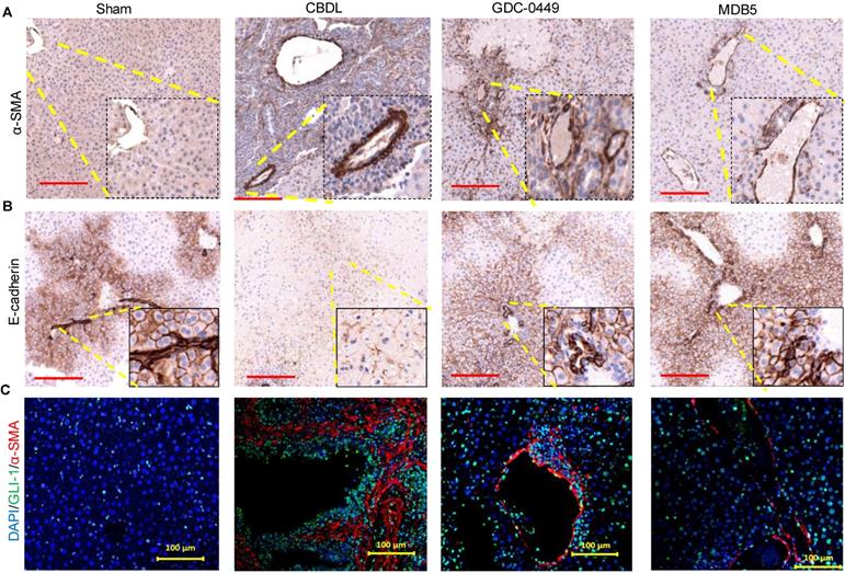 Theranostics Image