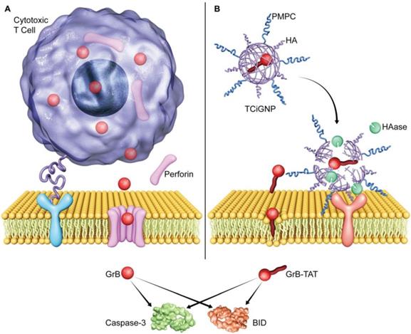 Theranostics Image