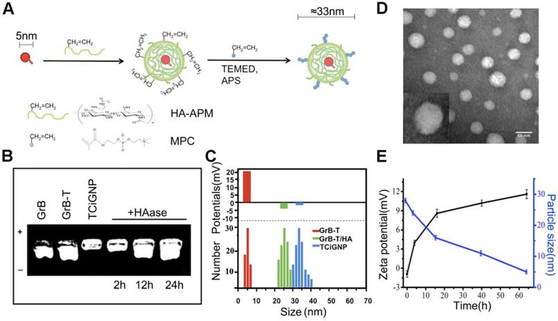 Theranostics Image