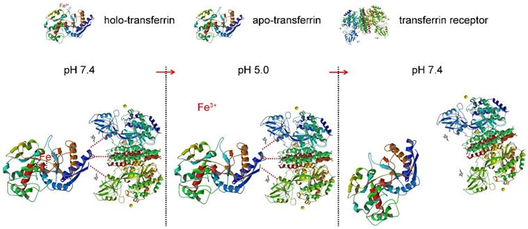 Theranostics Image