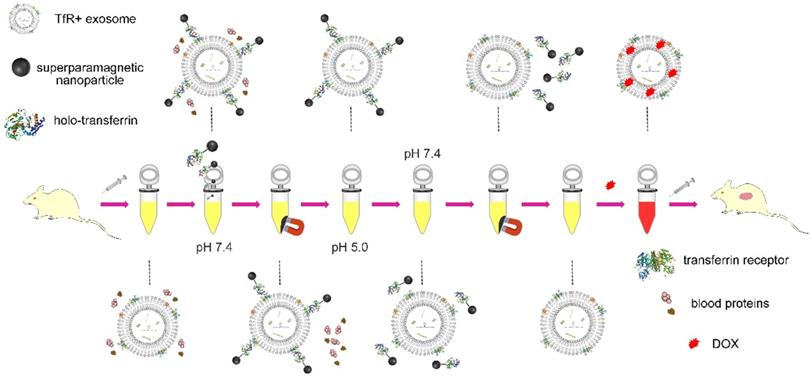 Theranostics Image