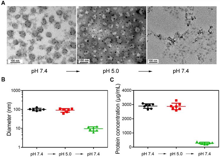 Theranostics Image