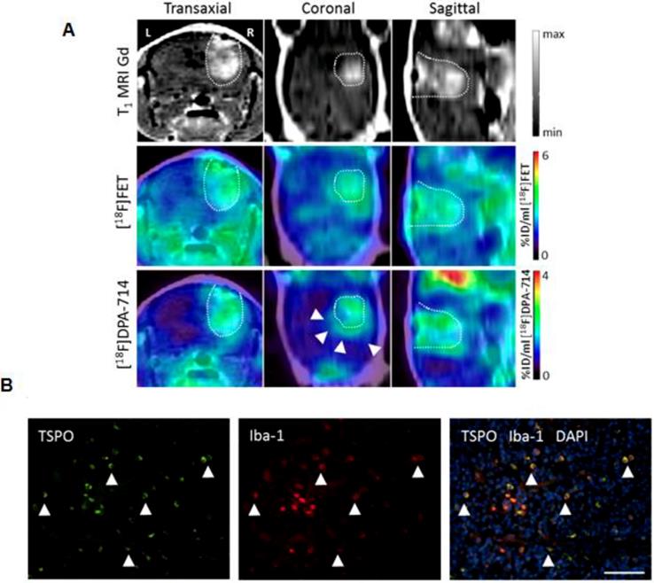 Theranostics Image