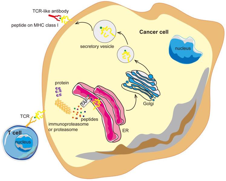 Theranostics Image