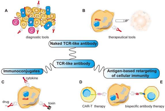 Theranostics Image