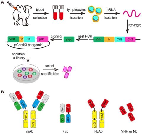 Theranostics Image