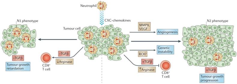 Theranostics Image