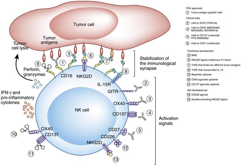 Theranostics Image