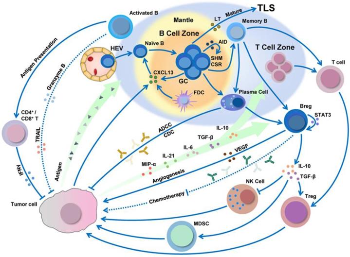 Theranostics Image