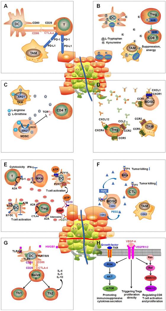 Theranostics Image