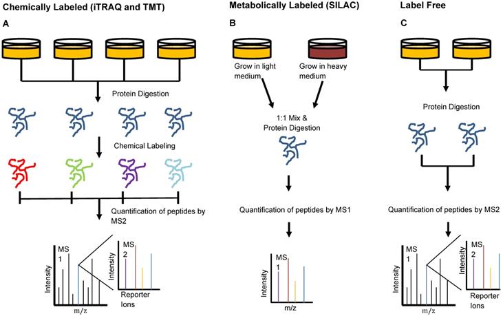 Theranostics Image