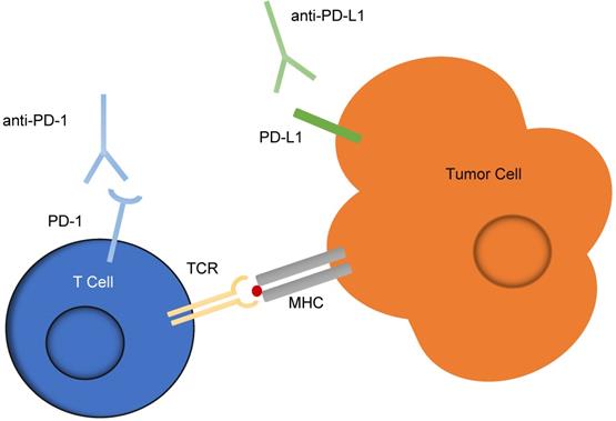 Theranostics Image