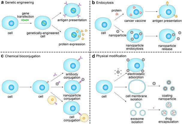 Theranostics Image